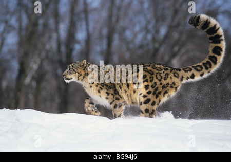 Snow Leopard (Uncia uncia) (Panthera uncia), Adulto a piedi, captive, STATI UNITI D'AMERICA Foto Stock