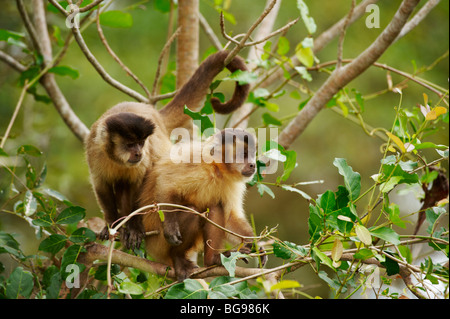 Tufted, cappuccino cappuccino marrone o nero-capped Cappuccini, Cebus apella, Pantanal, Mato Grosso, Brasile, Sud America Foto Stock