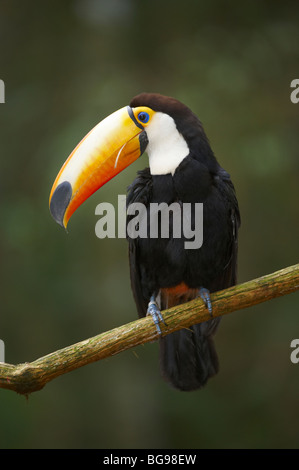 Trasduttore Toco Toucan, Ramphastos toco, parco degli uccelli, Foz do Iguacu, Brasile, Sud America Foto Stock