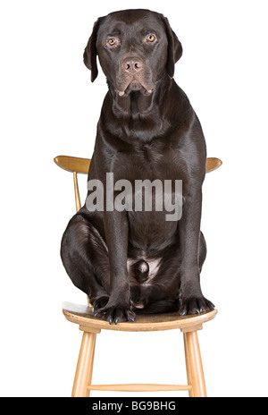 Colpo di un cioccolato Labrador seduto su una sedia Foto Stock