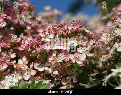 Rosa fiori di biancospino Crataegus monogyna, noto come biancospino Foto Stock