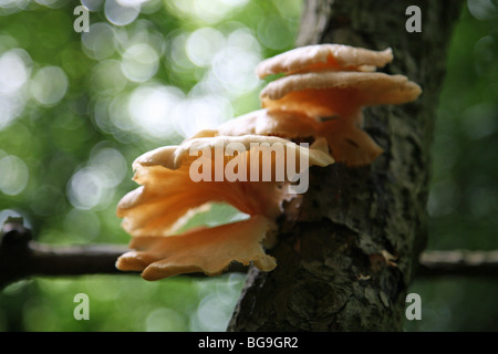 La staffa o mensola fungo o funghi, eventualmente un'ostrica (fungo Pleurotus ostreatus) Foto Stock