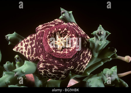 Carrion flower o africano starfish fiore (Orbea variegata) fiore su piante ornamentali Foto Stock