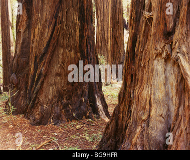 CALIFORNIA - alberi di sequoia a Muir Woods National Monument. Foto Stock