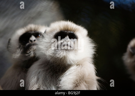 Le scimmie a Himalayan Zoo di Darjeeling, India Foto Stock