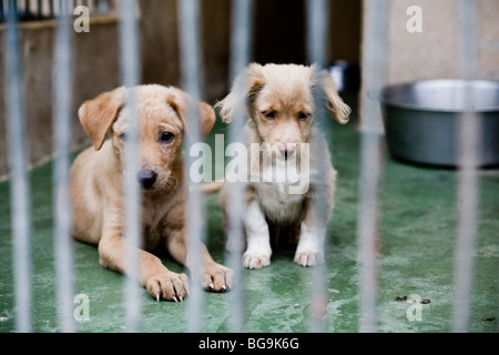 I cuccioli dietro il bar di un ricovero di animali, centro di salvataggio Foto Stock