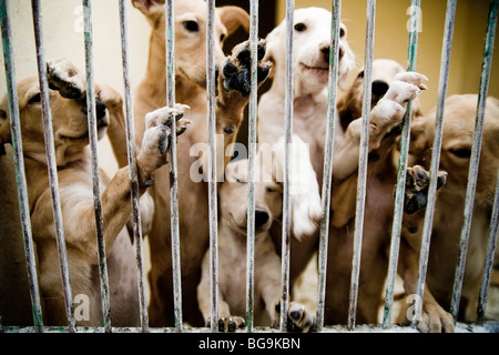 I cuccioli dietro il bar presso un centro di salvataggio per cani Foto Stock