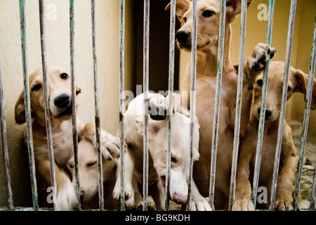 I cuccioli in una gabbia a un centro di salvataggio Foto Stock