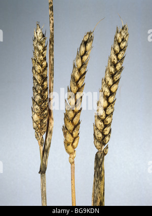 Fuligginosa che lo stampo e la testina del nero stampo (Cladosporium o Alternaria spp.) sul grano maturo Foto Stock