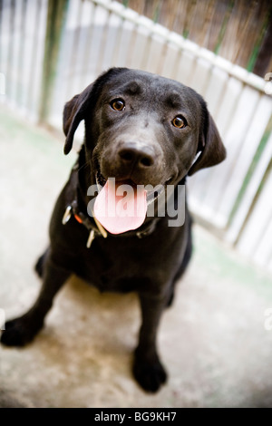 Un labrador mix seduto in una gabbia a un centro di salvataggio Foto Stock