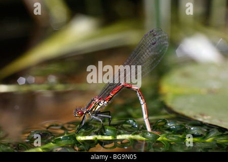 Pyrrhosoma nymphula, Rosso Grande Damselfly la deposizione delle uova Foto Stock