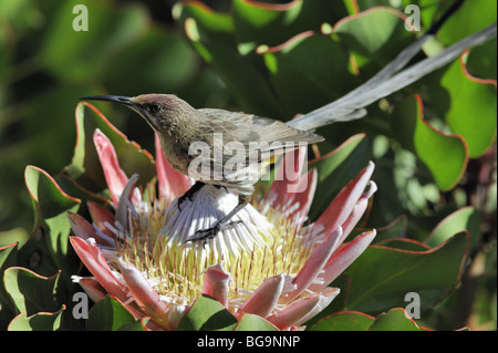 Maschio Sugarbird del Capo in King Protea fiore Foto Stock