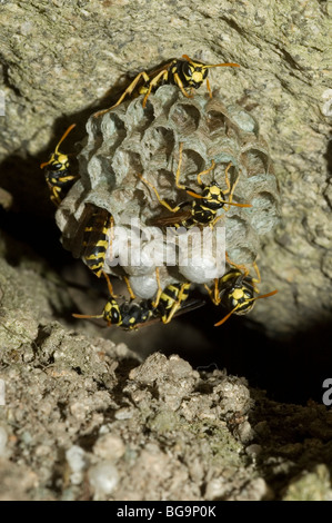 Carta europea vespe a nido (Polistes gallicus) Foto Stock