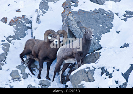 Un maschio e femmina pecore bighorn Foto Stock