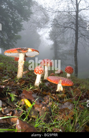 Gruppo di fly agaric o volare toadstools amanita (amanita muscaria) Foto Stock