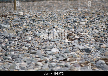 Fraticello (Sternula albifrons), County Wicklow, Irlanda Foto Stock