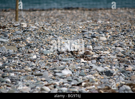 Fraticello (Sternula albifrons), County Wicklow, Irlanda Foto Stock