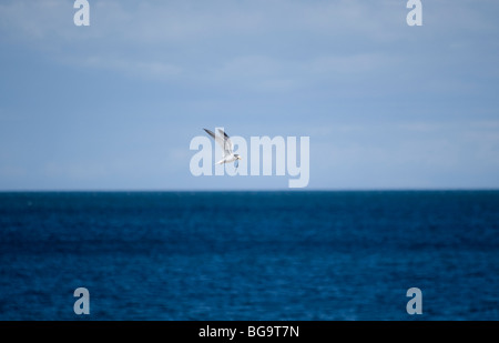 Fraticello (Sternula albifrons), County Wicklow, Irlanda Foto Stock