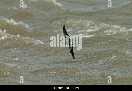 La liscivia Storm Petrel volare sulle onde Foto Stock