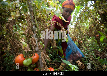 Una donna di pomodori raccolti nel suo giardino sulle colline ai piedi del Monte Kilimanjaro, Tanzania. Foto Stock