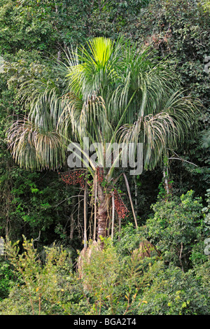 Mauritia palm, Tambopata National Reserve, area amazzonica, Perù, Sud America Foto Stock