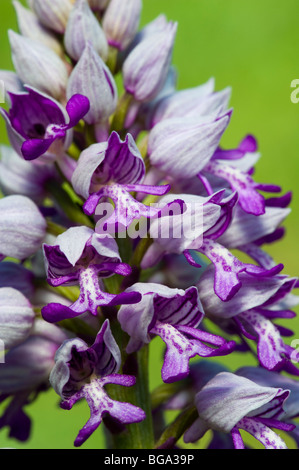 Orchidea militare (Orchis militaris), fiore dettaglio Foto Stock