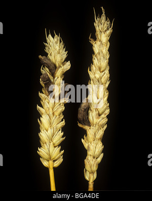 La segala cornuta (Purpurea di Claviceps) sostituzione di grano in grano maturo orecchio Foto Stock