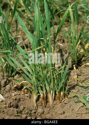 Comune di root rot (Cochliobolus sativus) browning in corrispondenza delle basi delle giovani piante di orzo Foto Stock