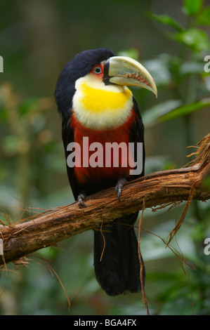 Red-breasted Toucan, Ramphastos dicolorus, parco degli uccelli, Foz do Iguacu, Brasile, Sud America Foto Stock