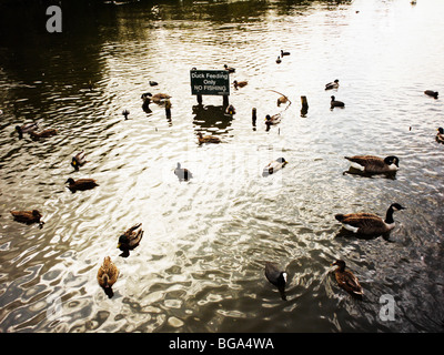 Anatre a freccia valley lake nel paese park Redditch Worcestershire Midlands England Regno Unito Foto Stock