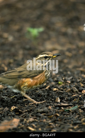 Redwing sul terreno Foto Stock