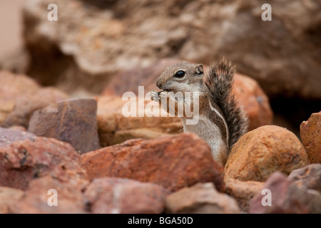 Yuma Antelope scoiattolo (Ammospermophilus harrisi), mangiando un seme. Foto Stock