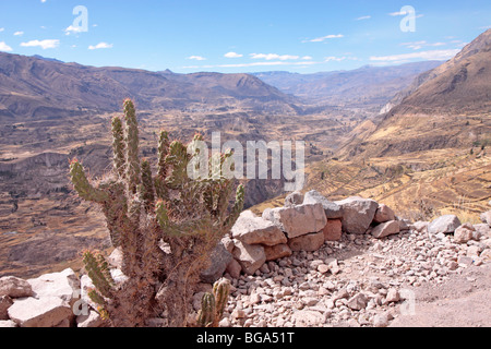 Punto di vista attraverso il Canyon del Colca, Ande, Perù, Sud America Foto Stock