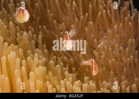 Rosa (Anemonefish Amphiprion perideraion) tre individui su anemone marittimo, Lembeh strait, Nord Sulawesi, Indonesia Foto Stock