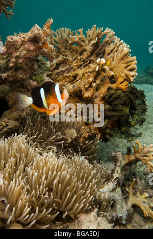 Arancio-alettato (Anemonefish Amphiprion chrysopterus), Lembeh strait, Nord Sulawesi, Indonesia Foto Stock