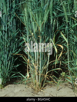 Foglia di frumento stripe (Cephalosporium gramineum) su flagleaves del barbuto (awned) il frumento in ear Foto Stock