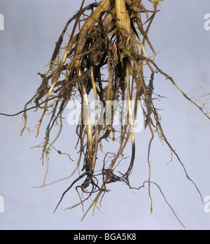 Comune di root rot (Cochliobolus sativus) decolorazione del frumento sub internodo corona Foto Stock
