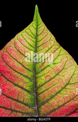 Foglie colorate vena dettaglio, Poinsettia, Euphorbia pulcherrima, popolare casa natale di impianto. Foto Stock