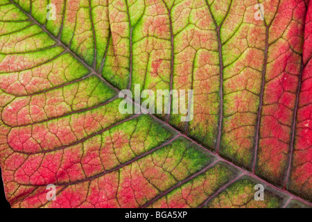 Foglie colorate vena dettaglio, Poinsettia, Euphorbia pulcherrima, popolare casa natale di impianto. Foto Stock