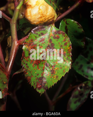 Rose (ruggine Phragmidium tuberculatum) lesioni sulla foglia di rose superficie superiore Foto Stock