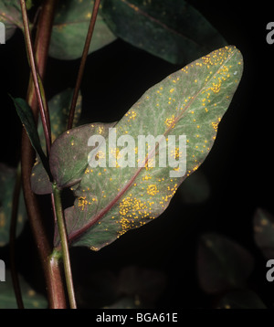 Euphorbia ruggine (Melampsora euphorbiae) pustole sulle ornamentali in Euphorbia dulcis lascia Foto Stock