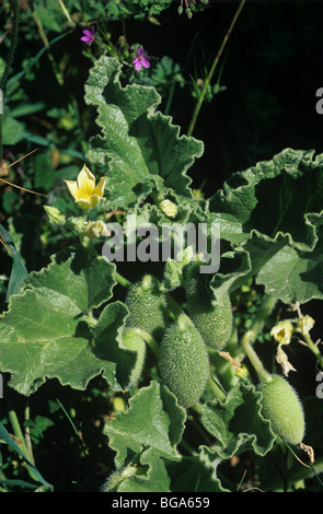 Schizzo cetriolo (Echballium elaterium) fiori e frutta, Mallorca Foto Stock