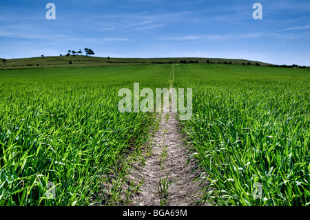 Asciugato il trattore via impronte dissolvenza in entrata la distanza nel campo di raccolto con la nuova crescita lussureggiante in Calne Wiltshire con un luminoso cielo blu Foto Stock