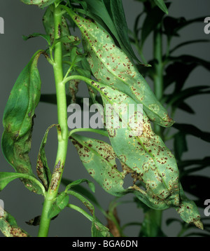 Antirrhinum ruggine (Puccinia antirrhini) pustole sulle foglie lato inferiore Foto Stock