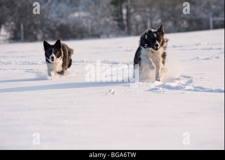 Border Collie cani nella neve Foto Stock