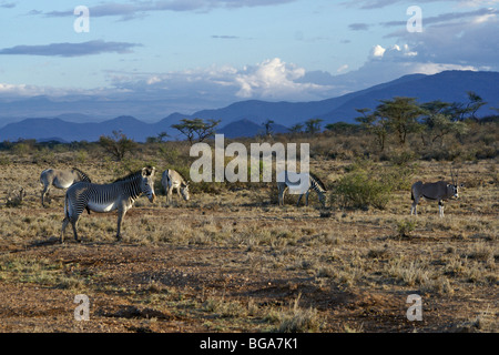 Zebre di Grevy e orice dell'Africa orientale (beisa orice comune), Samburu, Kenya Foto Stock