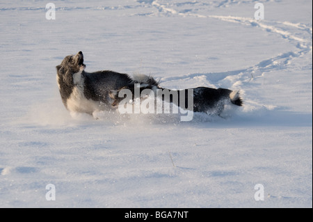 Border Collie cani nella neve Foto Stock