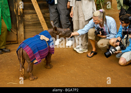 Rimasto orfano rinoceronte nero vitello con i turisti, Nairobi, Kenia Foto Stock
