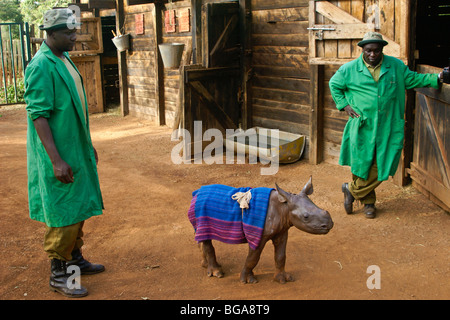 Rimasto orfano rinoceronte nero vitello con custodi, Nairobi, Kenia Foto Stock
