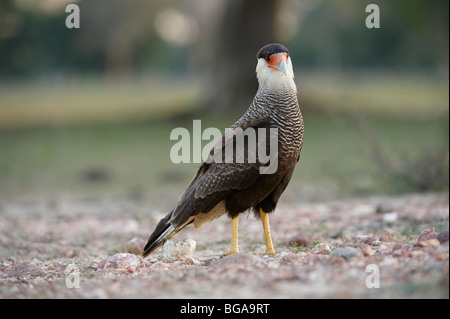 Caracara sud o sud Caracara crestato, caracara plancus, Pantanal, Mato Grosso, Brasile, Sud America Foto Stock